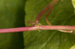 Fringed black bindweed